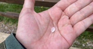 スズキナオ一本の桜を見に行く旅