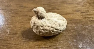 「完全に一致ッピ！」ピーナッツを食べてたら...〝千載一遇〟のフォルムに4.4万人驚がく