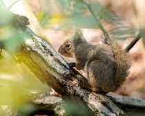 「エサあげて写真撮ろうぜ」山で野生動物にお菓子を投げる親子。餌付けの“決定的なリスク”を知らない父親の「呆れた言い分」
