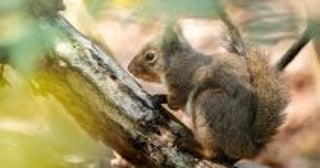 「エサあげて写真撮ろうぜ」山で野生動物にお菓子を投げる親子。餌付けの“決定的なリスク”を知らない父親の「呆れた言い分」