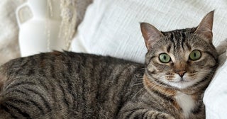 捨て猫だった猫さまに愛情が伝わった！ 飼い主が感動した猫さまが心を開いた瞬間とは