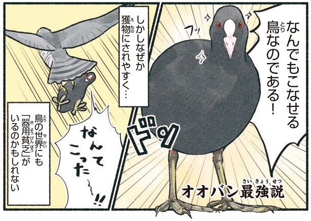 鳥界の器用貧乏！？何でもこなせるのに獲物になりがちなオオバン