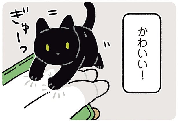 「早くかまって」の合図がかわいい！11歳になった黒猫ろん