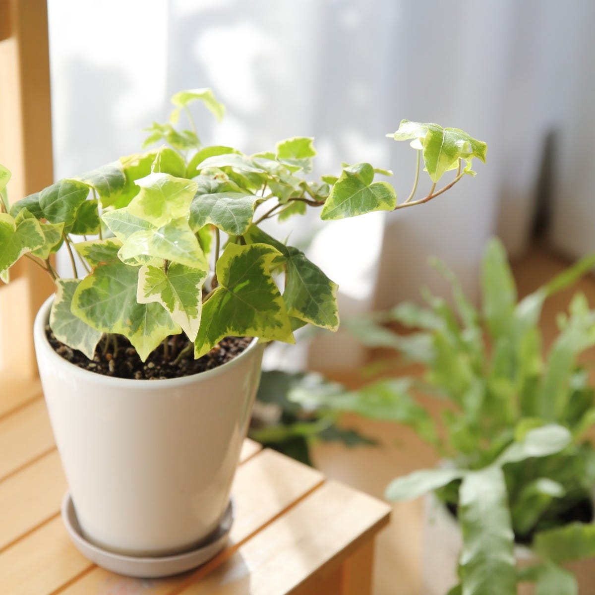 【オザキフラワーパークスタッフ監修】寒波を乗り越えよう！冬に観葉植物を育てる管理のヒント