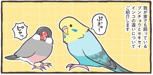 人気の鳥種、ブンチョウとセキセイインコ。それぞれの違いと共通点とは