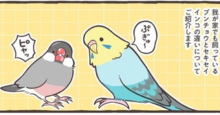 人気の鳥種、ブンチョウとセキセイインコ。それぞれの違いと共通点とは