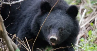 クマ出没で住民同士がまさかの対立...。東北「恐怖のアーバンベア」狂騒曲