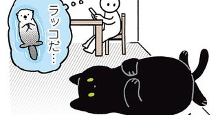 カメラを向けた瞬間終了…。ラッコみたいに寝転ぶ黒猫ろん