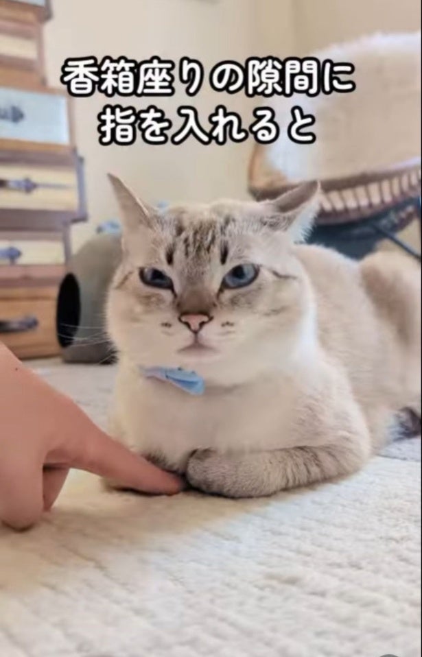 「無」から一変する猫の表情七変化！コロコロ変わる顔に「思わず笑ってしまった」