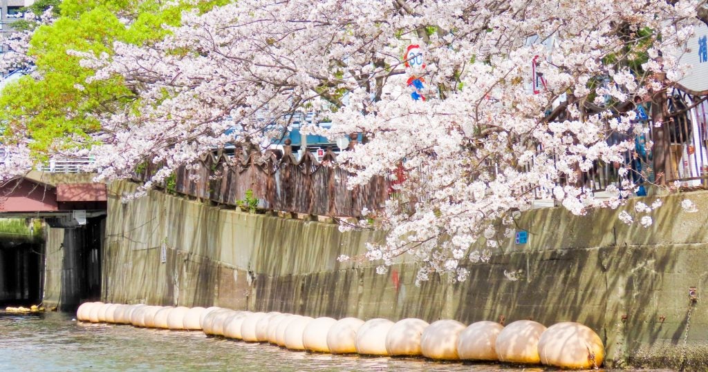 横浜の桜の名所「大岡川プロムナード」沿いをボートで巡る3月20日から「お花見クルーズ2026」を開催