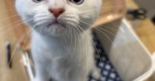 「名前は“おしっこ垂れ吉”にするわ」毎日、布団で粗相する猫を飼い主さんが愛してやまないワケ