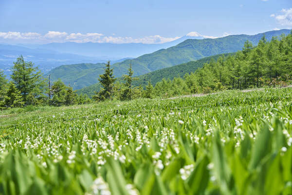 【長野県富士見町】富士見パノラマリゾートで、春の高原を五感で楽しむ「120万本のすずらん祭り」開催！