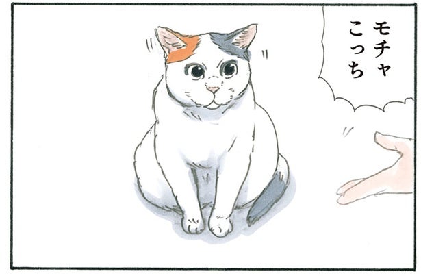 「こっちだよ」「おいで！」飼い主のお父さんとお母さんに同時に呼ばれた猫の行動