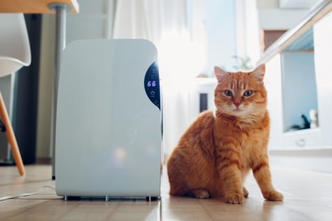 去年子どもが生まれたので「空気清浄機」を24時間つけっぱなしにしています。年間の電気代はどれくらいかかっているのでしょうか？