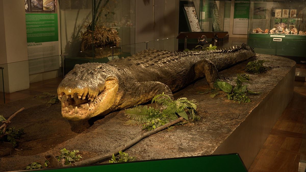 世界最大級 6m超のワニ「イリエワニ」のレプリカ展示も！『超危険生物展』国立科学博物館で3月14日から