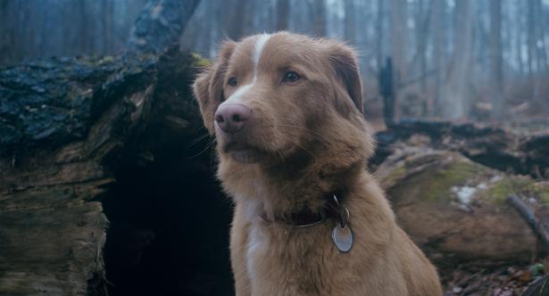 ホラーだけどワンコにとってはラブストーリー!?大好きな飼い主を守ろうとする姿が健気な『GOOD BOY／グッド・ボーイ』