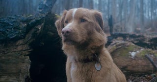 ホラーだけどワンコにとってはラブストーリー!?大好きな飼い主を守ろうとする姿が健気な『GOOD BOY／グッド・ボーイ』
