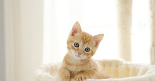 4.6万いいねがついた！かわいい子猫のまさかの成長に大反響！