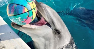 昨夏誕生したバンドウイルカの愛称をお母さんイルカが発表横浜・八景島シーパラダイスで1月23日に