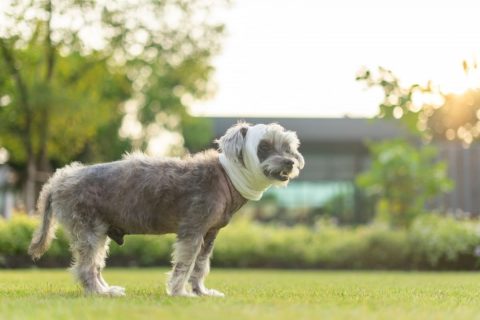 愛犬との散歩中、ほかの犬とぶつかってけがをし、治療費が「3万円」かかりました。こうした事故では、治療費の負担はどのように決まるのでしょうか？