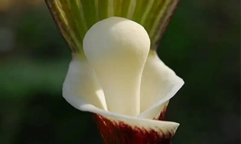 おもちにしか見えない...絶滅危惧II類のユニーク植物「モチユキソウ」六甲山で見ごろ迎える
