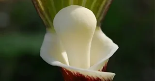 おもちにしか見えない...絶滅危惧II類のユニーク植物「モチユキソウ」六甲山で見ごろ迎える