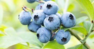 そのまま食べるだけじゃもったいない！ブルーベリーはお料理にも大活躍する「万能食材」だった