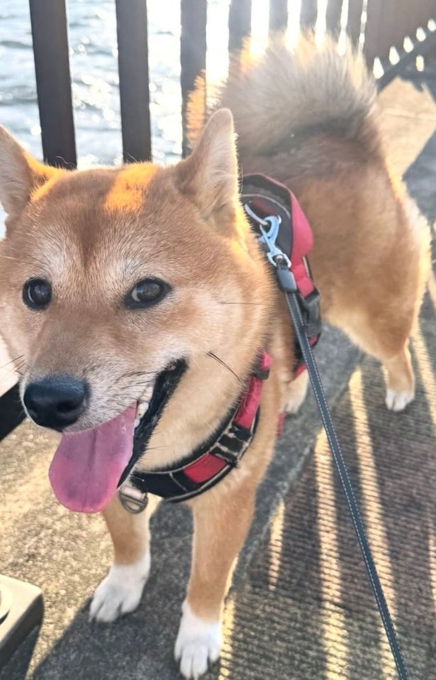 仰向けで寝ている柴犬の顔をのぞいてみたら…予想外の表情に2.4万いいね