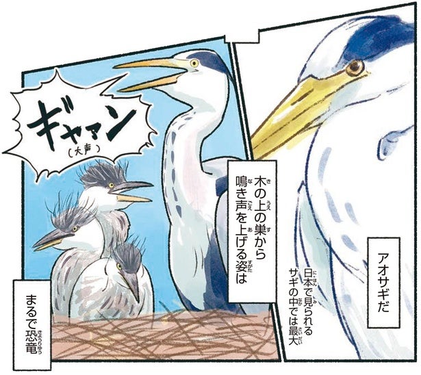 まるで恐竜！日本で見られる最大級のサギ、アオサギ