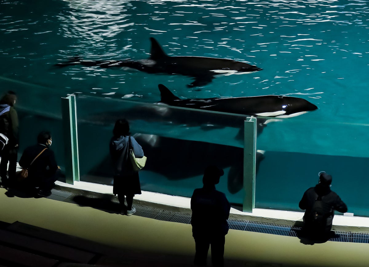 【春休みのお出かけ】子どもが絶対喜ぶ「夜の水族館探検」が最高すぎる。飼育員と巡る裏側見学＆シャチのレストランで忘れられない思い出