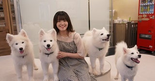 【東京都渋谷区・宮城県仙台市】原宿と仙台に、サモエドと触れ合えるペットカフェ「超！サモエド」がオープン！