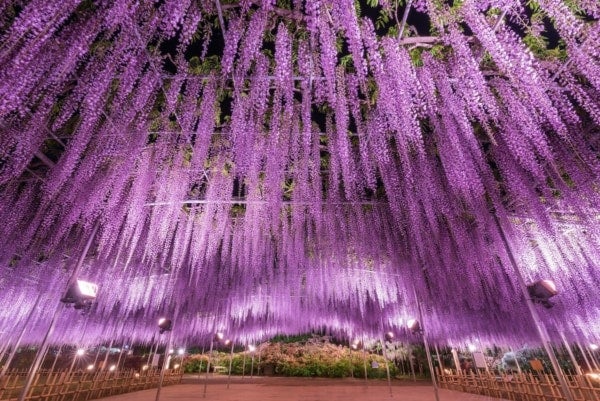 【あしかがフラワーパーク】圧巻の美しさ!!350本以上の藤の花と5,000株以上のツツジが咲き誇る「ふじのはな物語」
