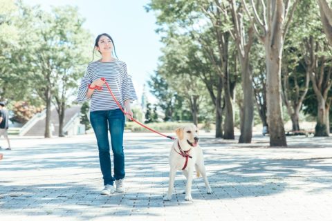 犬の散歩中、他人の家の前にある電柱におしっこをさせていたら、家主が出てきて「器物損壊だ！ 清掃代を払え」と怒鳴られました。公共の電柱でもお金を払う義務があるのでしょうか？