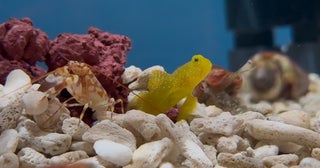 埼玉県初！天然黒潮海水を使った水族館「アクアパーク川越」が誕生！かわいい生き物形の限定ドーナツが楽しめるカフェも併設