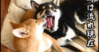 「私の頭がポンコツ？」子どもと犬の名前を呼び間違える母…実は「大切な家族」の証拠【漫画家に聞く】