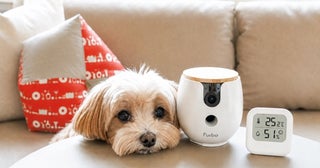 ペットカメラと温湿度計で夏でも安心して愛犬と旅へ。OMO by 星野リゾート×Furboが「“愛犬をひとりにしない”夏のホテルステイ」を提案