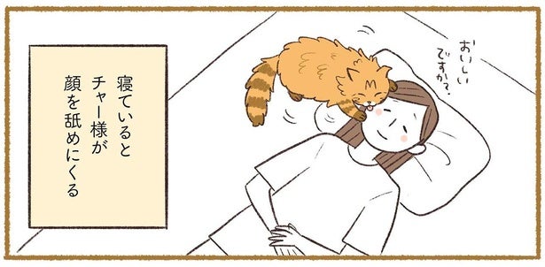 我が家の猫からの愛が痛い！寝ているときは要注意