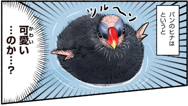 全身真っ黒・ツルーン頭！水鳥バンのヒナはクセになる可愛さ