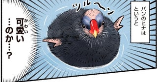 全身真っ黒・ツルーン頭！水鳥バンのヒナはクセになる可愛さ