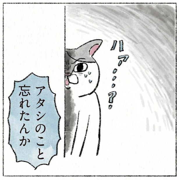 「アタシのこと忘れたんか」帰省したら猫が素っ気ない