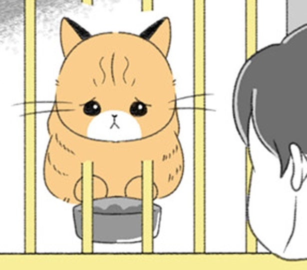 クローゼットの中で息を潜めて暮らしていた猫。引き取り手がないと聞いて!?