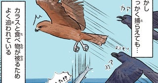 え！カラスに追われてる！？ハンティングが得意な猛禽類のトビ