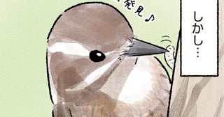 森にすむイメージがあるけれど。身近な場所で見られるキツツキの仲間コゲラ