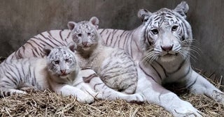 2月24日に宇都宮動物園でホワイトタイガーの赤ちゃん命名式翌日にネコ園長就任10周年記念式典も