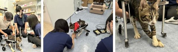 義肢装具学ぶ学生が動物のQOL向上へ研究会を発足広島国際大学、動物病院や動物園と連携し治療の可能性を広げる