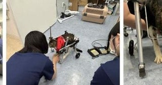 義肢装具学ぶ学生が動物のQOL向上へ研究会を発足広島国際大学、動物病院や動物園と連携し治療の可能性を広げる