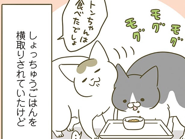 ごはんを横取りされていたのに！ 同居4年目になると、後輩猫にも変化があって？