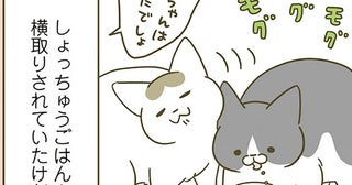 ごはんを横取りされていたのに！ 同居4年目になると、後輩猫にも変化があって？