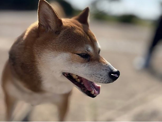 柴犬のかわいい寝姿を撮ったつもりが…予想外の表情に「歯が！」「どういう感情!?」