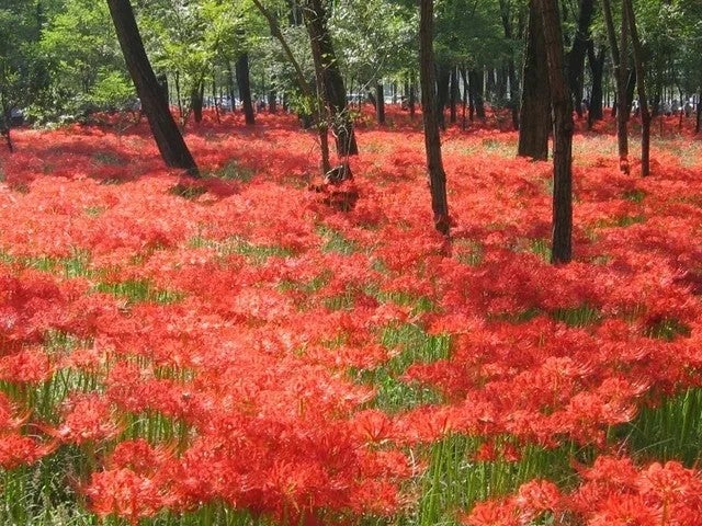 深紅に染まる秋の絶景奥武蔵でヒガンバナを楽しむ宿泊プラン